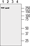 AKAP12 Blocking Peptide