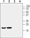 Anti-Alpha-Synuclein Antibody