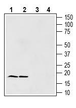 Gamma-Synuclein Blocking Peptide
