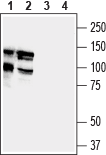 DLGAP1/GKAP Blocking Peptide