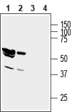 Anti-GIPC1 Antibody - Carrier Free