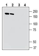 IQGAP1 Blocking Peptide