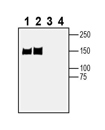 Anti-Synaptojanin 1 Antibody - Carrier Free
