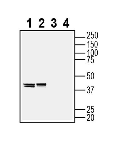 Endophilin-A1 Blocking Peptide