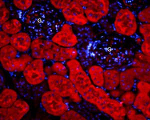 Anti-Aquaporin 1-ATTO Fluor-594 Antibody