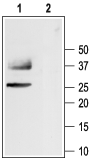 Aquaporin 1 Blocking Peptide