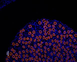 Anti-Aquaporin 2-ATTO Fluor-550 Antibody