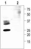 Aquaporin 2 Blocking Peptide