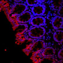 Anti-Aquaporin 3-ATTO Fluor-594 Antibody