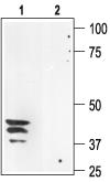 Anti-Aquaporin 3 Antibody - Carrier Free