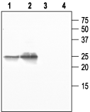 Aquaporin 5 Blocking Peptide