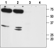 Aquaporin 7 Blocking Peptide