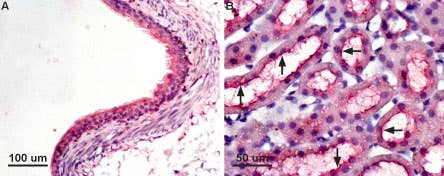 Anti-Aquaporin 7 Antibody