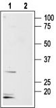 Aquaporin 8 Blocking Peptide
