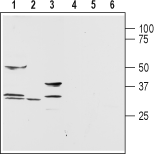 Anti-Aquaporin 9 Antibody - Carrier Free