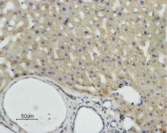 Anti-Aquaporin 9 Antibody
