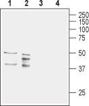 Anti-Aquaporin 11 (extracellular) Antibody - Carrier Free