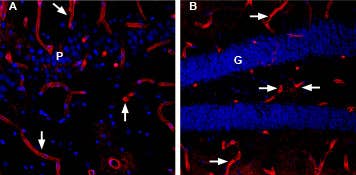 Anti-Aquaporin 4 (AQP4) (300-314)-ATTO Fluor-594 Antibody