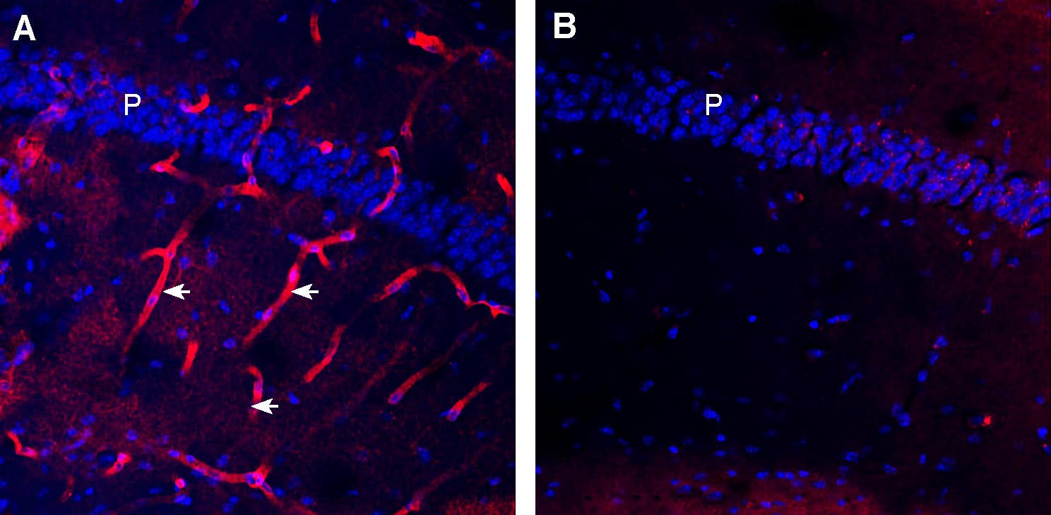 Guinea Pig Anti-Aquaporin 4 (AQP4) (300-314) Antibody