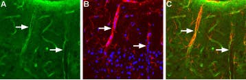 Anti-Aquaporin 4 (AQP4) (300-314) Antibody