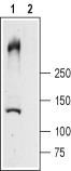 Ryanodine Receptor 1 Blocking Peptide