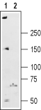 Ryanodine Receptor 2 Blocking Peptide