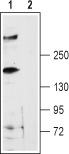 Anti-Ryanodine Receptor 3 Antibody - Carrier Free