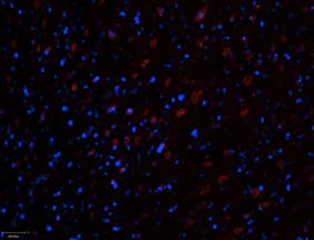 Anti-Ryanodine Receptor 3 Antibody
