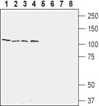 RXFP2 (extracellular) Blocking Peptide