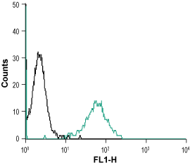 Anti-RAMP2 (extracellular) Antibody