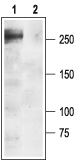 SCN1A/Nav1.1 Blocking Peptide