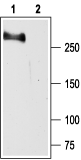 Anti-SCN2A (Na<sub>V</sub>1.2) Antibody - Carrier Free