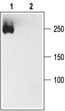 Anti-Pan Na<sub>V</sub> Antibody - Carrier Free