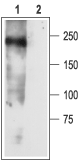 SCN3A/Nav1.3 Blocking Peptide