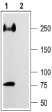 Nav1.5/SCN5A (493-511) Blocking Peptide