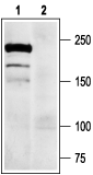 Nav1.7/SCN9A Blocking Peptide