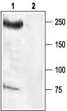 Nav1.6/SCN8A Blocking Peptide