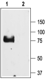 Anti-ENaC γ (SCNN1G) (extracellular) Antibody - Carrier Free