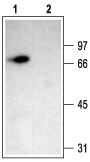 Anti-ASIC2a Antibody - Carrier Free