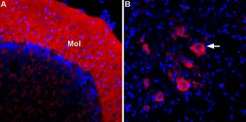 Anti-ASIC2a-ATTO Fluor-594 Antibody