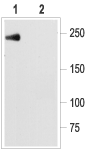 Nav1.5/SCN5A (1978-2016) Blocking Peptide