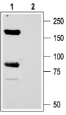 Anti-ASIC1 Antibody - Carrier Free