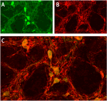 ASIC1 Blocking Peptide