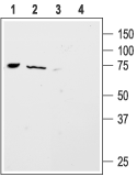 Anti-ASIC4 Antibody - Carrier Free