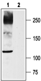 Nav1.8/SCN10A Blocking Peptide