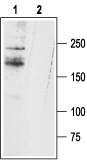 SCN11A/Nav1.9 Blocking Peptide