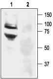 ASIC3 Blocking Peptide