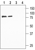 ENaC β/SCNN1B (extracellular) Blocking Peptide