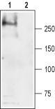 Anti-SCN4A (Na<sub>V</sub>1.4) Antibody