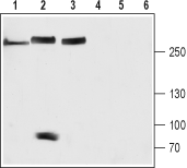 NALCN/VGCNL1 (extracellular) Blocking Peptide